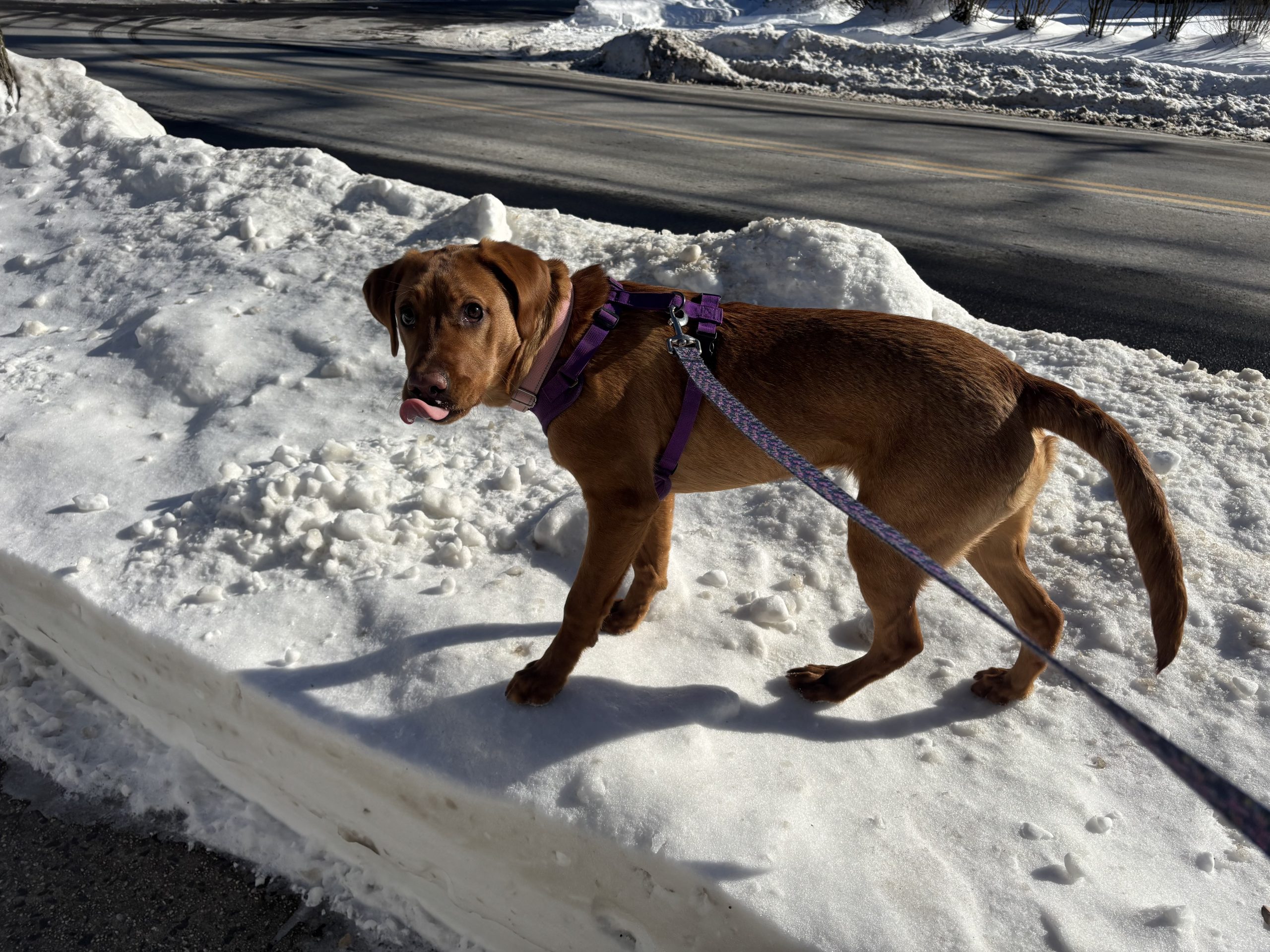Ali with a happy pup